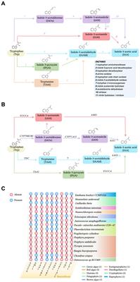 Indole-3-acetic acid as a cross-talking molecule in algal-bacterial interactions and a potential driving force in algal bloom formation